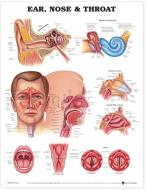 Ear, Nose And Throat Anatomical Chart edito da Anatomical Chart Co.