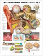The Ear: Organs Of Hearing And Balance Anatomical Chart edito da Anatomical Chart Co.