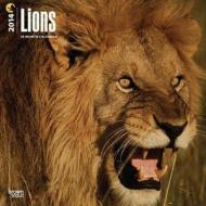 Lions Calendar edito da Browntrout Publishers