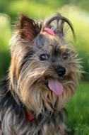 Yorkie Planner: 2019: Yorkshire Terrier Organizer and Notebook di Pampered Pooch Stationery edito da LIGHTNING SOURCE INC