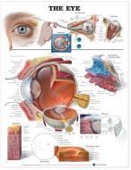 The Eye Anatomical Chart edito da Anatomical Chart Co.