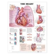 The Heart Anatomical Chart di 8023pu edito da Anatomical Chart Co.