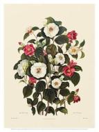 Single White Camellia, Single Red Camellia Sasanqua (Poster): From a Monograph on the Genus Camellia (1819) edito da University of South Carolina Press