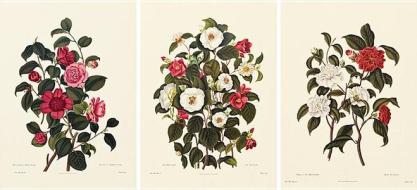 Camellia Triptych (Poster): Featuring Single White Camellia, Single Red Camellia Sasanqua, Pompone or Kew Blush Camellia, Double Red Camellia, and edito da University of South Carolina Press