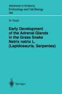 Early Development of the Adrenal Glands in the Grass Snake Natrix natrix L. (Lepidosauria, Serpentes) di W. Rupik edito da Springer Berlin Heidelberg