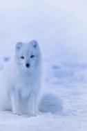 ARCTIC FOX di Planners And Journals edito da INDEPENDENTLY PUBLISHED
