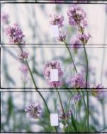 Glorious Flowers Card Tower: Lavender di Anness edito da LORENZ BOOKS