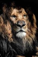 King of the Jungle - Dignified Lion Journal: 150 Page Lined Notebook/Diary di Cool Image edito da Createspace Independent Publishing Platform