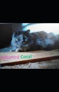 Adopted: Coral di Tina Rash edito da INDEPENDENTLY PUBLISHED