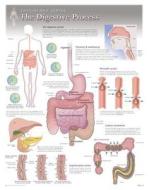Digestive Process Laminated Poster di Scientific Publishing edito da Scientific Publishing Limited
