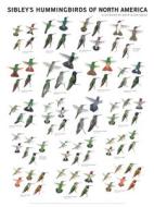 Sibley's Hummingbirds Of North America edito da Scott & Nix, Inc