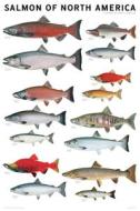 Salmon Of North America Poster edito da Scott & Nix, Inc