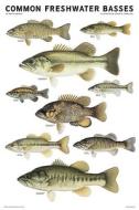 Common Freshwater Basses Of North America edito da Scott & Nix, Inc