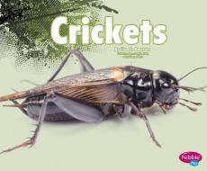 Crickets di Nikki Bruno Clapper edito da CAPSTONE PR