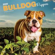Bulldog Puppies 2020 Square Wall Calendar di Inc Browntrout Publishers edito da Brown Trout