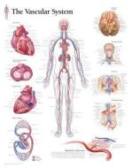 Pulmonary System Laminated Poster di Scientific Publishing edito da Scientific Publishing