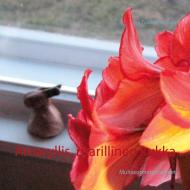 Amaryllis, ritarillinen kukka di Lea Tuulikki Niskala edito da Books on Demand