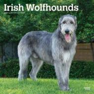 Irish Wolfhounds 2020 Square Wall Calendar di Inc Browntrout Publishers edito da Brown Trout