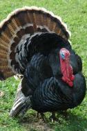 Gobble Gobble Says the Turkey Journal: 150 Page Lined Notebook/Diary di Cool Image edito da Createspace Independent Publishing Platform