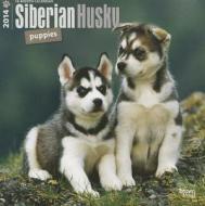 Siberian Husky Puppies Calendar edito da Browntrout Publishers