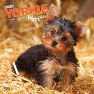Yorkshire Terrier Puppies 2020 Square Wall Calendar di Inc Browntrout Publishers edito da Brown Trout