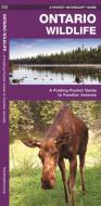 Ontario Wildlife: A Folding Pocket Guide to Familiar Species di James Kavanagh edito da Waterford Press