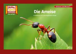 Die Ameise / Kamishibai Bildkarten edito da Hase und Igel Verlag GmbH