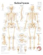 Skeletal System Paper Poster di Scientific Publishing edito da Scientific Publishing Limited