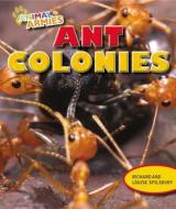 Ant Colonies di Richard Spilsbury, Louise Spilsbury edito da PowerKids Press