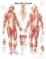 Muscular System With Male Figure Paper Poster di Scientific Publishing edito da Scientific Publishing Limited