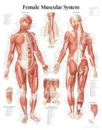Muscular System With Female Figure Paper Poster di Scientific Publishing edito da Scientific Publishing Limited