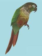 Composition Notebook: Green Cheek Conure Notebook 100 Pages Blank Lined Paper di Happytails Stationary edito da INDEPENDENTLY PUBLISHED