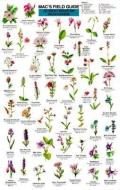 Mac's Field Guide to Rocky Mountain Wildflowers di Craig MacGowan edito da MOUNTAINEERS BOOKS