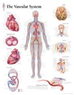 Vascular System Laminated Poster di Scientific Publishing, Various edito da Scientific Publishing Limited