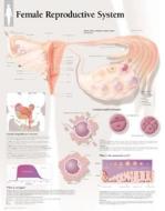 Female Reproductive System Paper Poster di Scientific Publishing edito da Scientific Publishing Limited