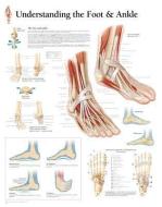 Understanding The Foot & Ankle Laminated Poster di Scientific Publishing edito da Scientific Publishing Limited