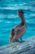 Pelican in Belize Journal: 150 Page Lined Notebook/Diary di Cool Image edito da Createspace Independent Publishing Platform