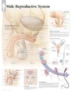 Male Reproductive System Paper Poster di Scientific Publishing edito da Scientific Publishing Limited