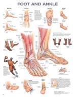 Foot And Ankle Anatomical Chart edito da LWW