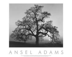 Oak Tree, Sunset City, California 1932 di Ansel Adams edito da Ansel Adams