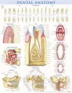 Dental Anatomy di BarCharts Inc edito da Barcharts