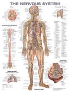 The Nervous System Anatomical Chart edito da LWW