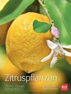 Zitruspflanzen di Monika Klock, Peter Klock edito da BLV Buchverlag GmbH & Co.