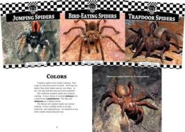 Spiders Set 1 di Tamara L. Britton edito da Checkerboard Books