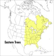 A Field Guide to Eastern Trees: Eastern United States and Canada, Including the Midwest di Roger Tory Peterson, Mariner Books, George A. Petrides edito da HOUGHTON MIFFLIN