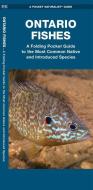 Ontario Fishes: A Folding Pocket Guide to All Known Native and Introduced Species di Matthew Morris edito da WATERFORD PR