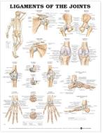 Ligaments Of The Joints Anatomical Chart edito da Anatomical Chart Co.