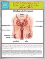 Lower Abdomen And Reproductive System Anatomy (Speedy Study Guide) di Speedy Publishing Llc edito da Speedy Publishing LLC