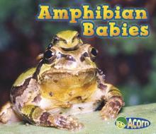 Amphibian Babies di Catherine Veitch edito da HEINEMANN LIB