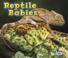 Reptile Babies di Catherine Veitch edito da CAPSTONE PR